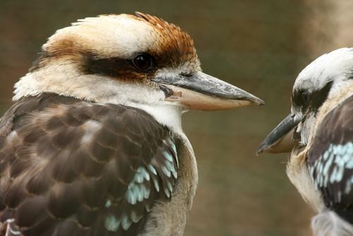 kookaburra